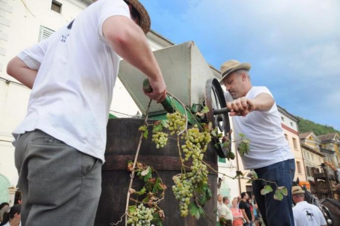 Vipavska trgatev na kateri bodo nastopili tudi Tamburjaši iz Vipave